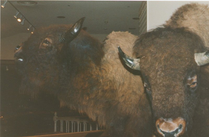 1997-10_0450.jpg - Buffalo Bill Historical Center in Cody, WY