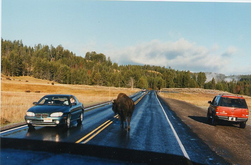 2000-03_0441.jpg - "Tatonka" Buffalo in Yellowstone